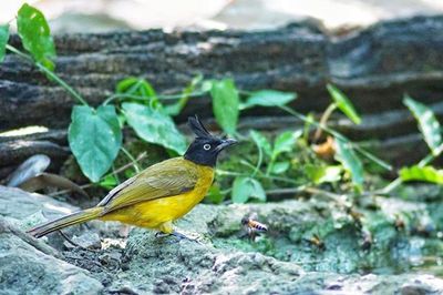Close-up of bird perching on leaf