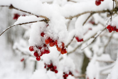 Close-up of frozen tree
