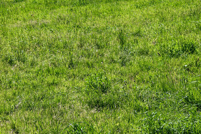 Full frame shot of grassy field