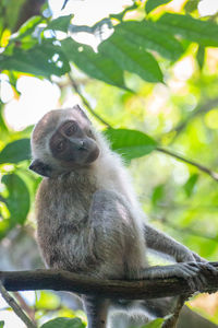 Low angle view of monkey on tree