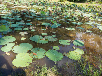 High angle view of water lily in lake