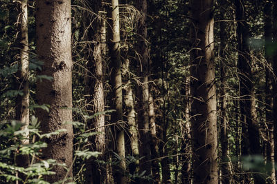 Full frame shot of bamboo trees in forest