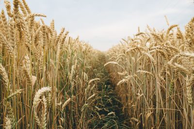 Close-up of wheat growing on agricultural field against sky