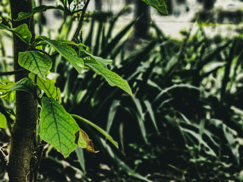 Close-up of fresh green leaf in water