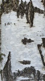 High angle view of tree trunk during winter