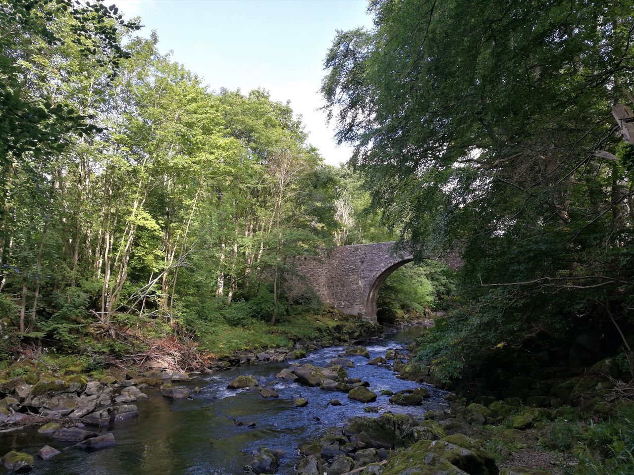 BRIDGE OVER RIVER AMIDST TREES IN FOREST