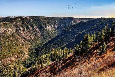 Scenic view of forest against sky