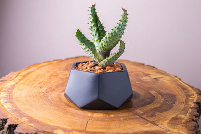 Cactus flower in a figured pot on a cut of a wooden board. close-up.