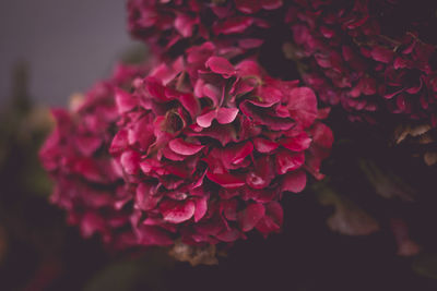 Close-up of pink rose flower
