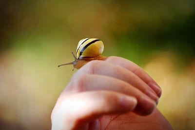 Close-up of hand holding insect