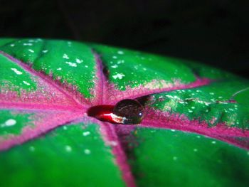 Close-up of leaves