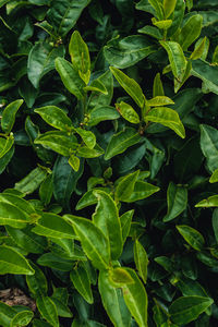 Full frame shot of plants