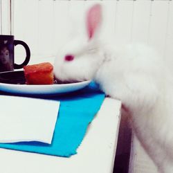 Close-up of white cat