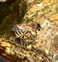 Close-up of insect on water