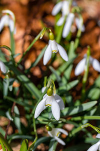 Close-up of white flowering plant