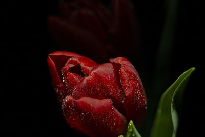 Close-up of red rose flower against black background