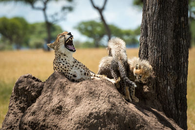 Cheetah family sitting on rock in forest