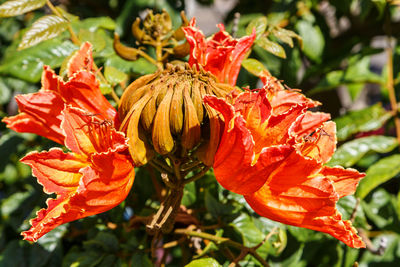 Close-up of yellow hibiscus blooming outdoors