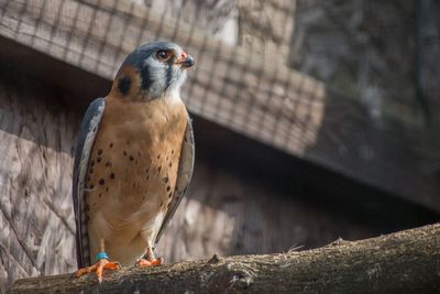 Bird perching on wood