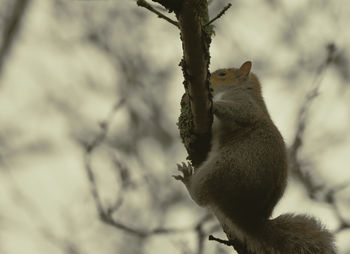 Close-up of squirrel on tree