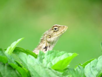 Close-up of a lizard