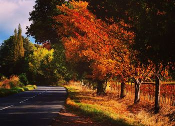 Road amidst trees during autumn