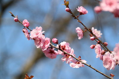 Close-up of pink flowers on branch