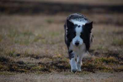 Portrait of white dog on field