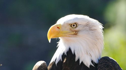 Close-up of eagle against blurred background