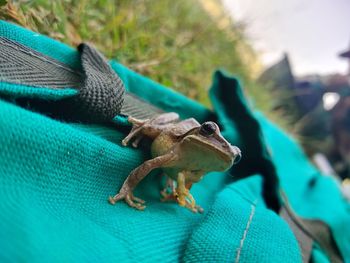 Rare five legged brown frog with cute face.