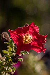 Close-up of red flowering plant