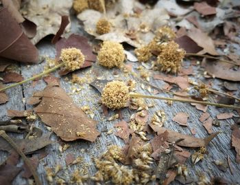 Full frame shot of dried autumn leaves
