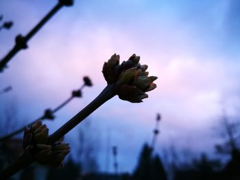 Close-up of flower growing on tree against sky