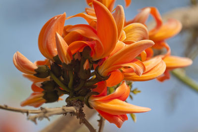 Close-up of orange flowering plant