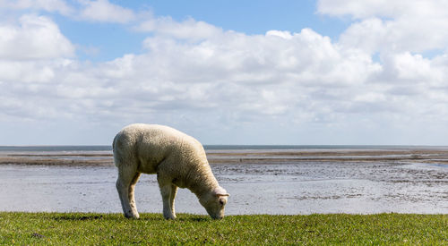 Side view of sheep grazing on field by beach against cloudy sky