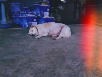 Dog sleeping