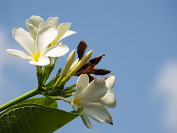 Close-up of white flowering plant against clear sky