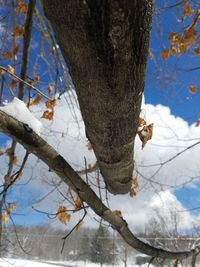 Low angle view of bird perching on tree against sky