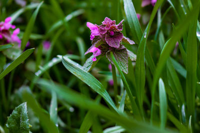 Close-up of purple flowering plant
