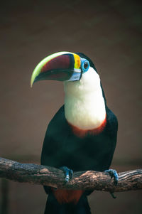 Close-up of a bird