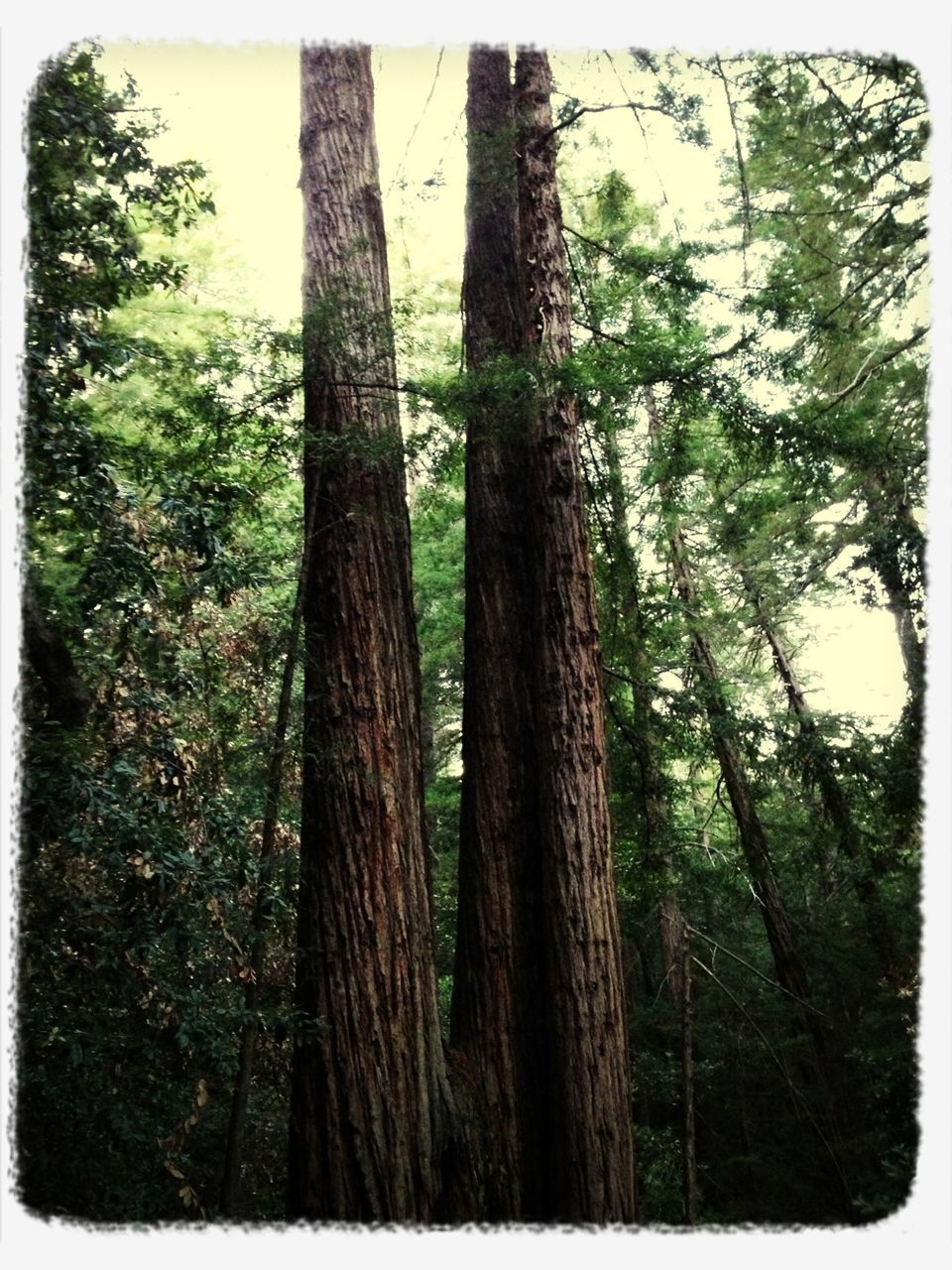 transfer print, tree, auto post production filter, tree trunk, growth, forest, tranquility, nature, branch, beauty in nature, low angle view, tranquil scene, woodland, day, outdoors, no people, scenics, wood - material, green color, sunlight