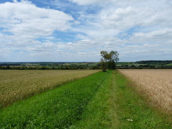 Scenic view of agricultural field against sky