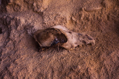 High angle view of lizard on the ground