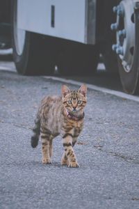 Portrait of cat sitting on street
