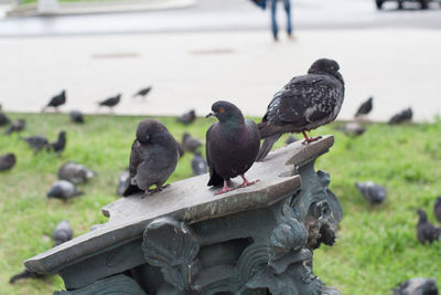 Close-up of pigeons perching on wood