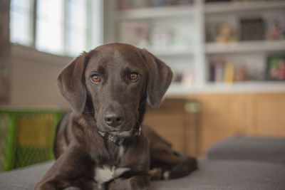 Close-up portrait of dog at home