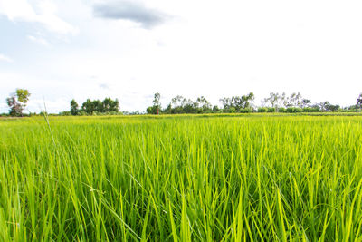 Scenic view of agricultural field against sky