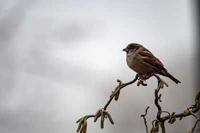 Low angle view of bird perching on branch