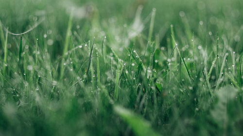 Close-up of wet grass