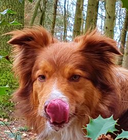 Close-up portrait of dog